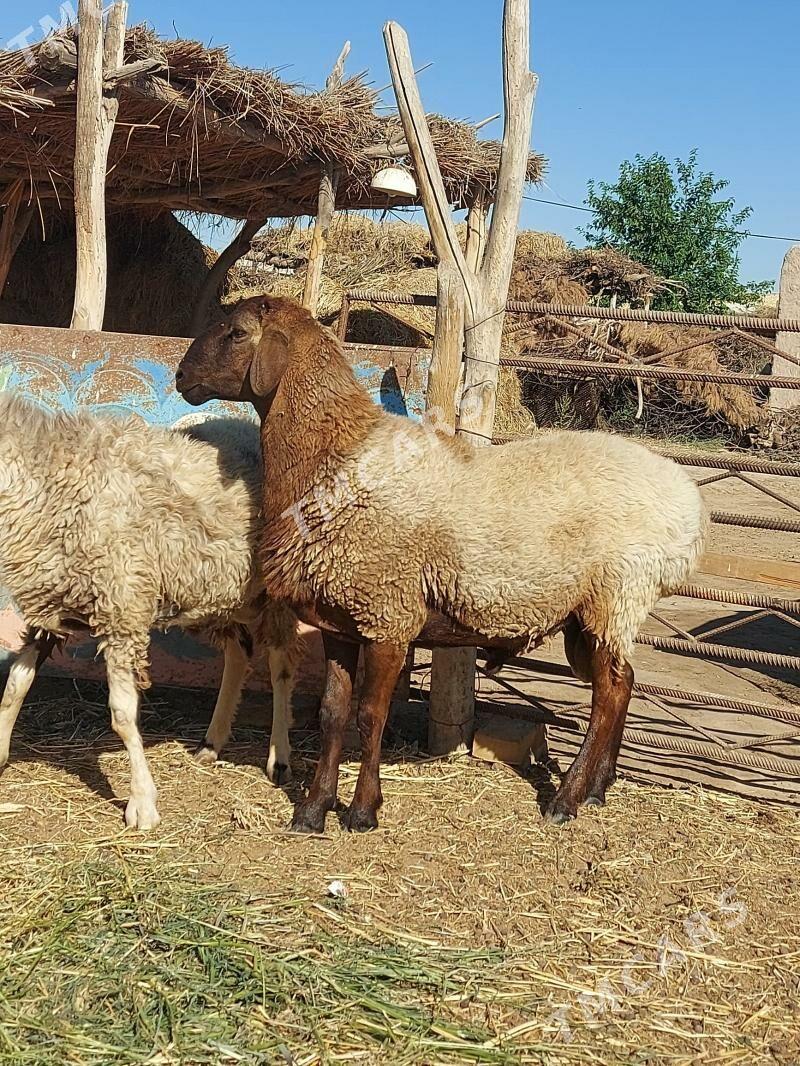 bakyly goclar - Сакар - img 1