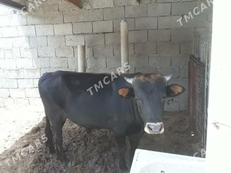 öküz - Ak bugdaý etraby - img 2