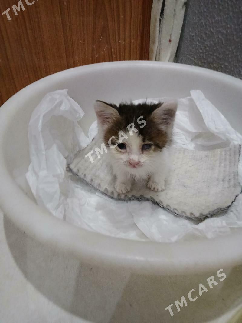маленкий котёнок отдам хорошие - Aşgabat - img 5
