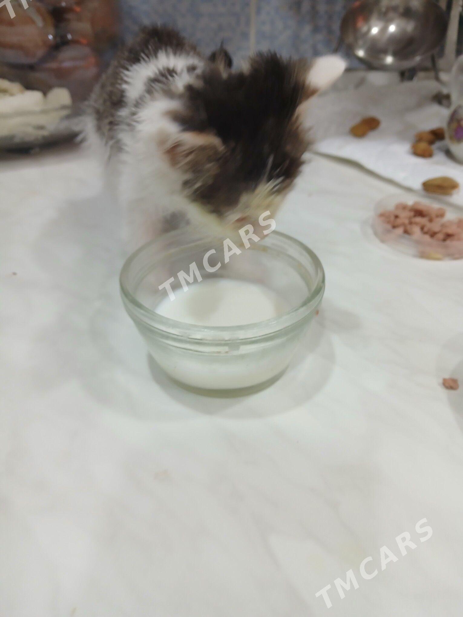 маленкий котёнок отдам хорошие - Aşgabat - img 3