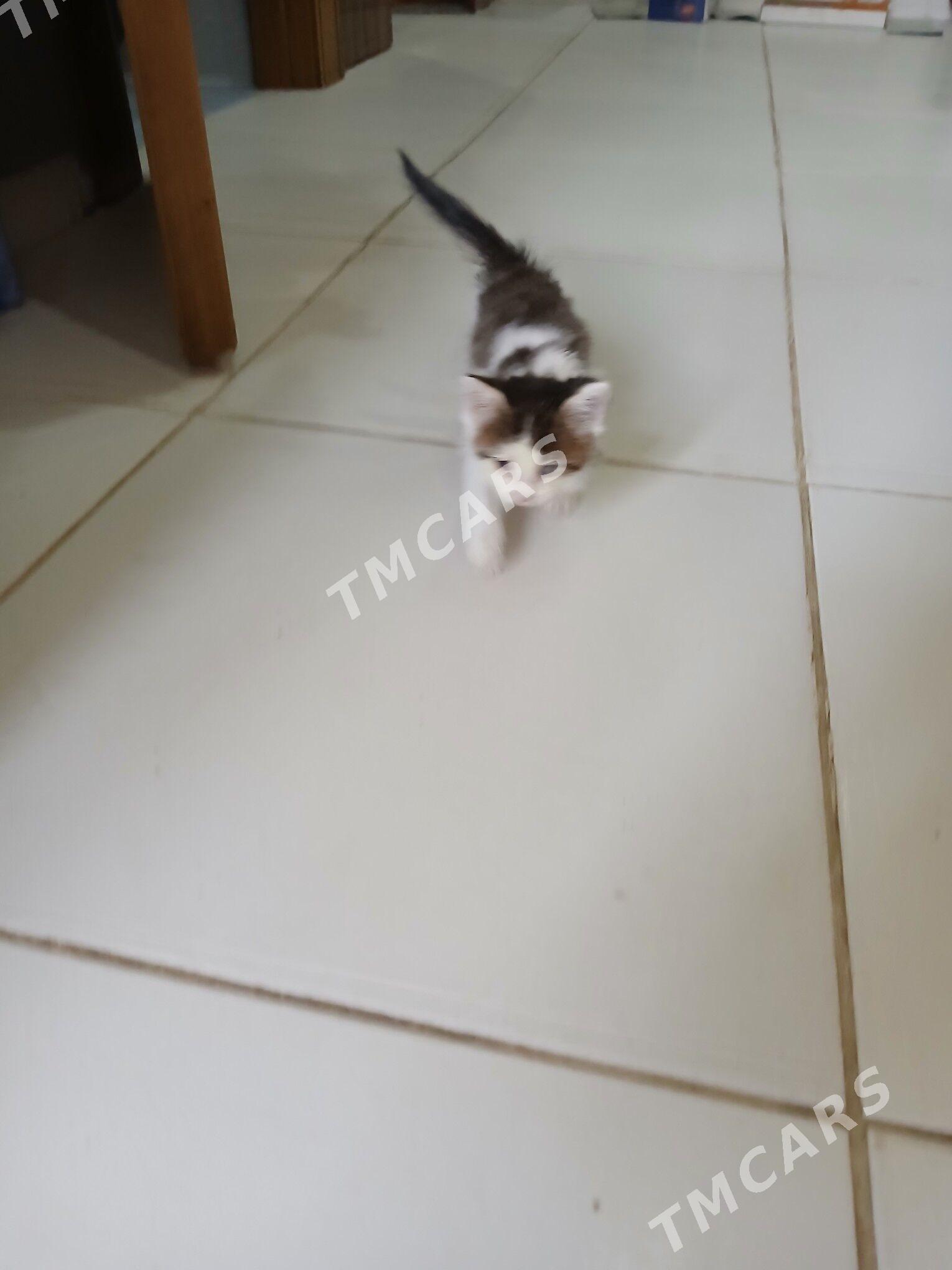 маленкий котёнок отдам хорошие - Aşgabat - img 8