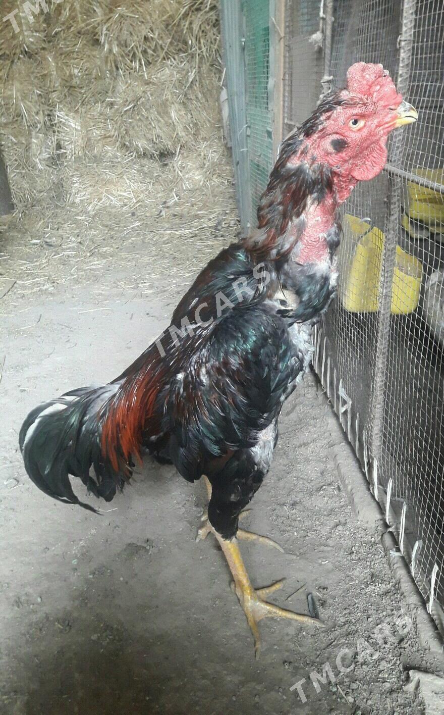 KAREY - Türkmenabat - img 1