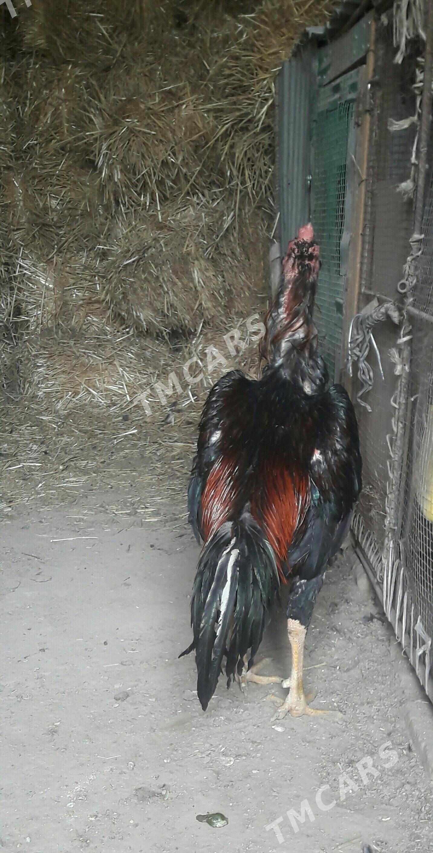 KAREY - Türkmenabat - img 3