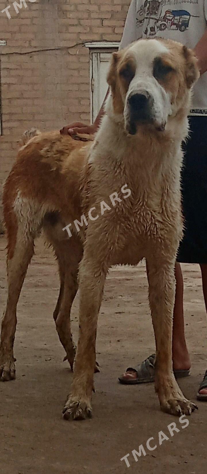 alabaý it - Çärjew - img 3