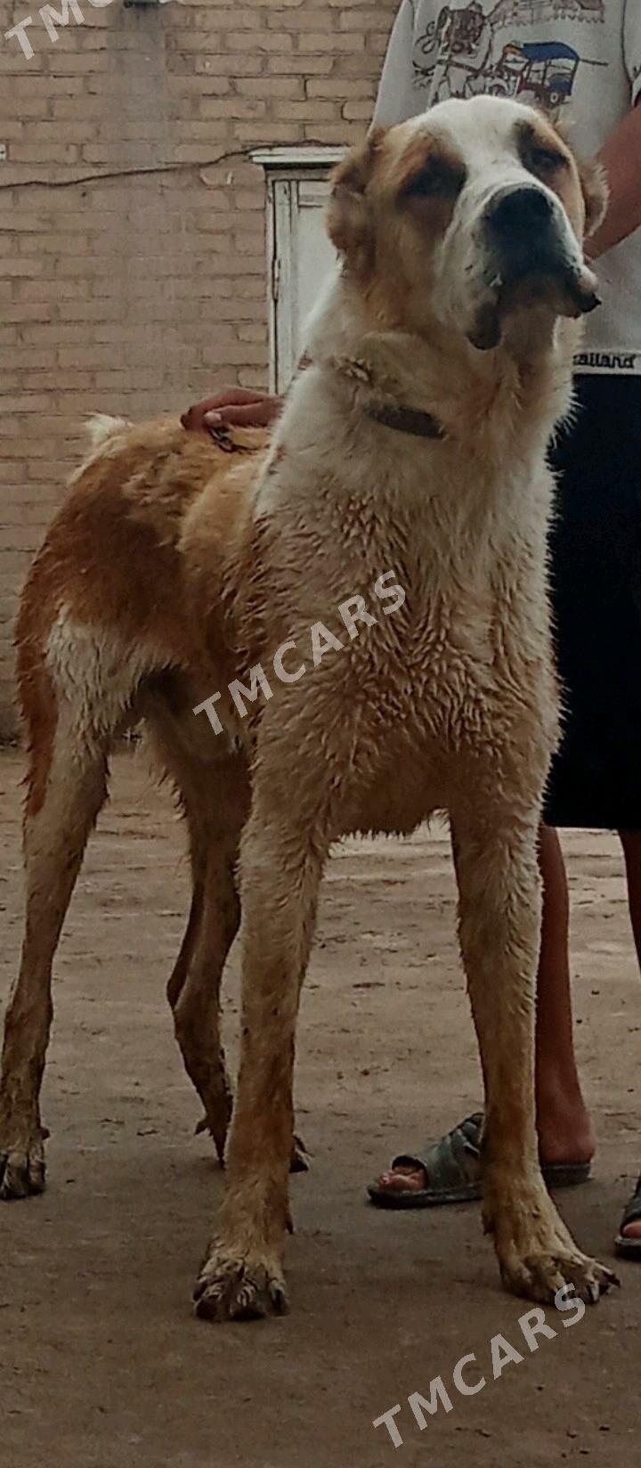 alabaý it - Çärjew - img 1