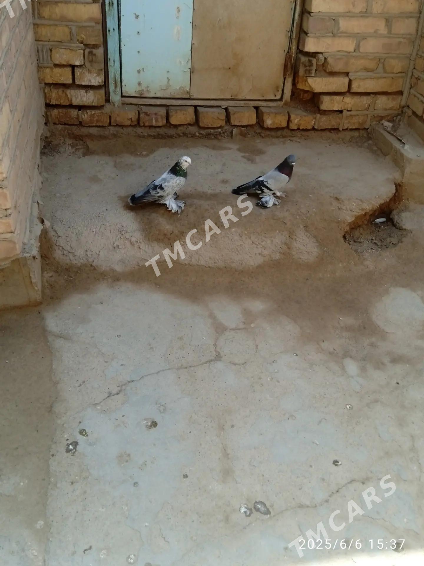 kepderi - Tejen - img 3