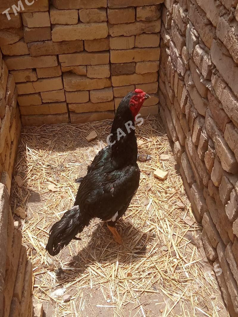 juje - Türkmenabat - img 1
