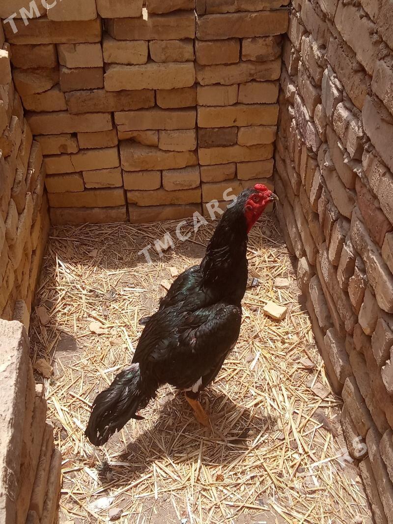 juje - Türkmenabat - img 2
