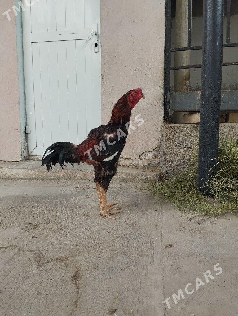 taşkent - Änew - img 2