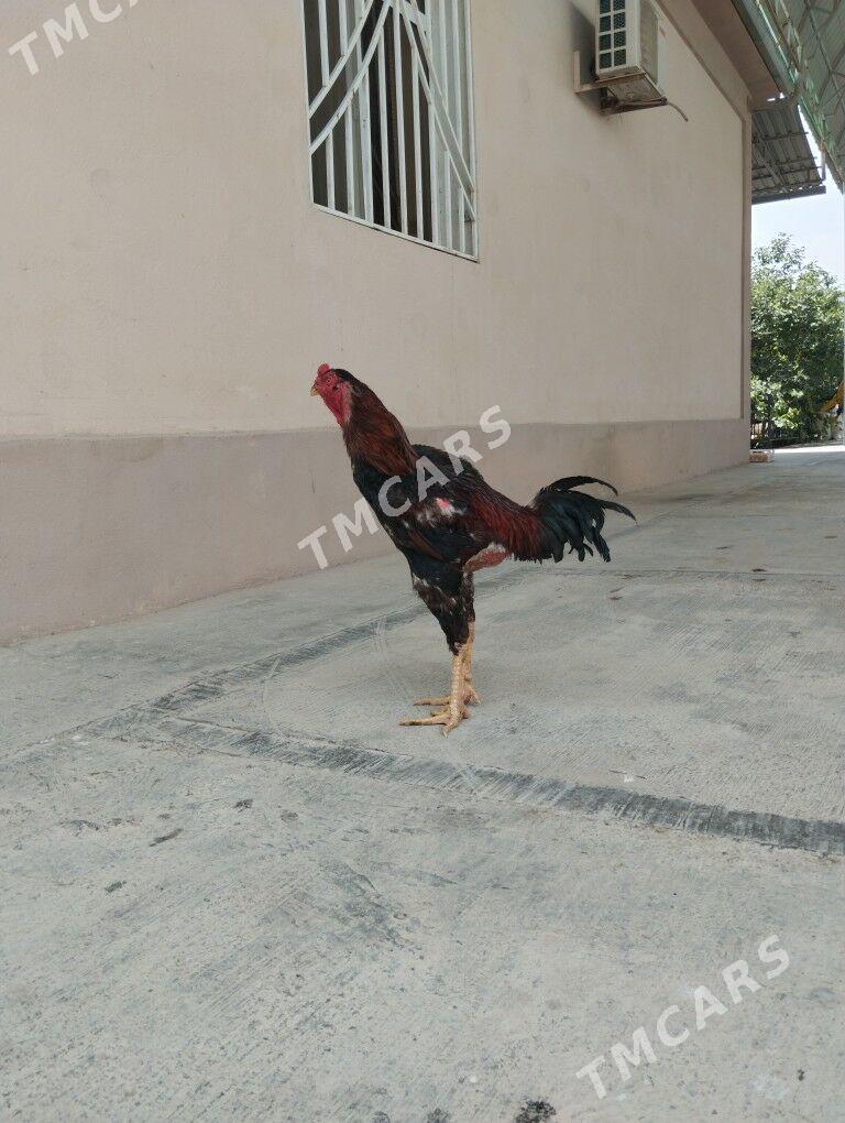 taşkent - Änew - img 1