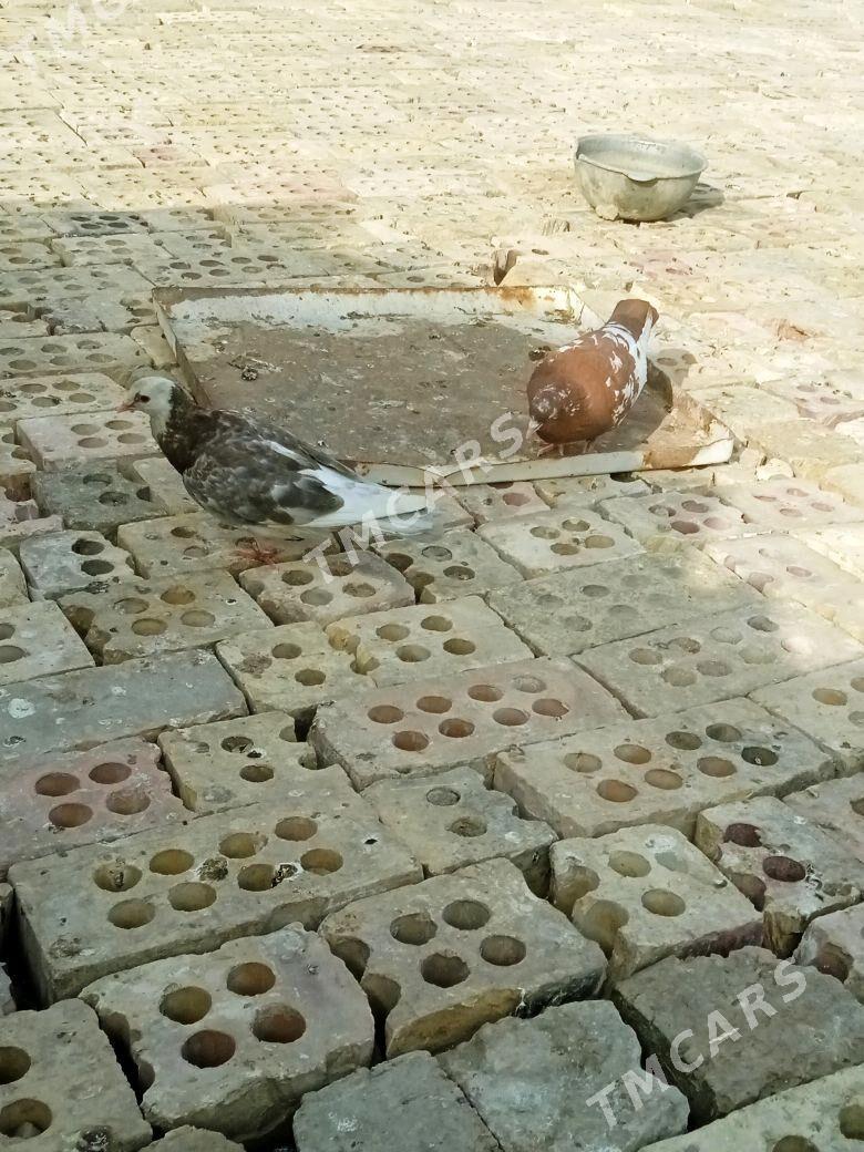 kepderi - Wekilbazar - img 3