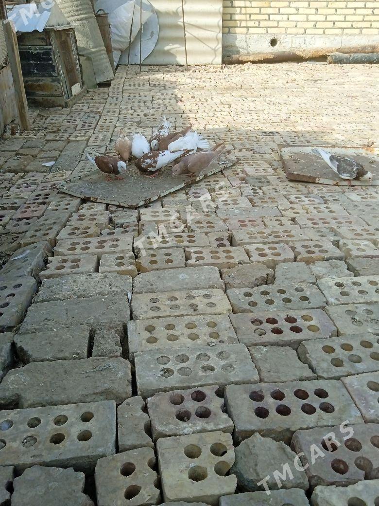 kepderi - Wekilbazar - img 2