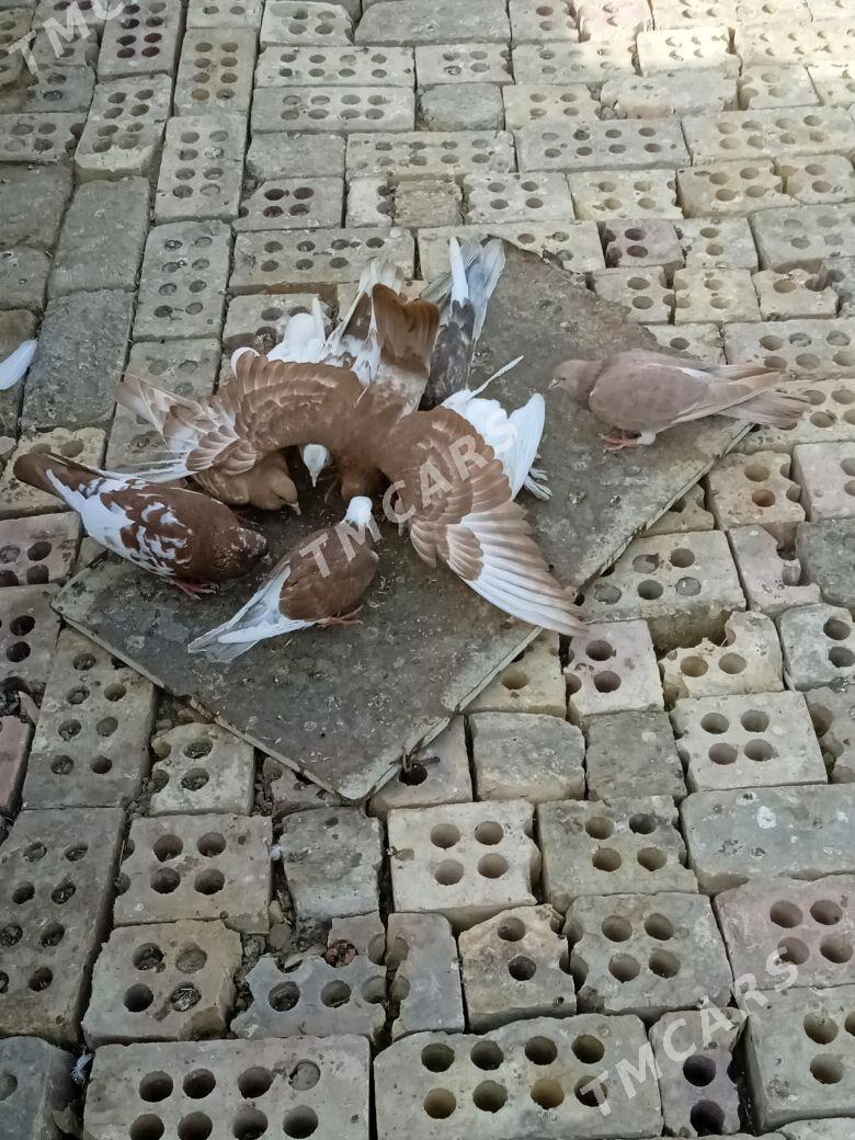 kepderi - Wekilbazar - img 6