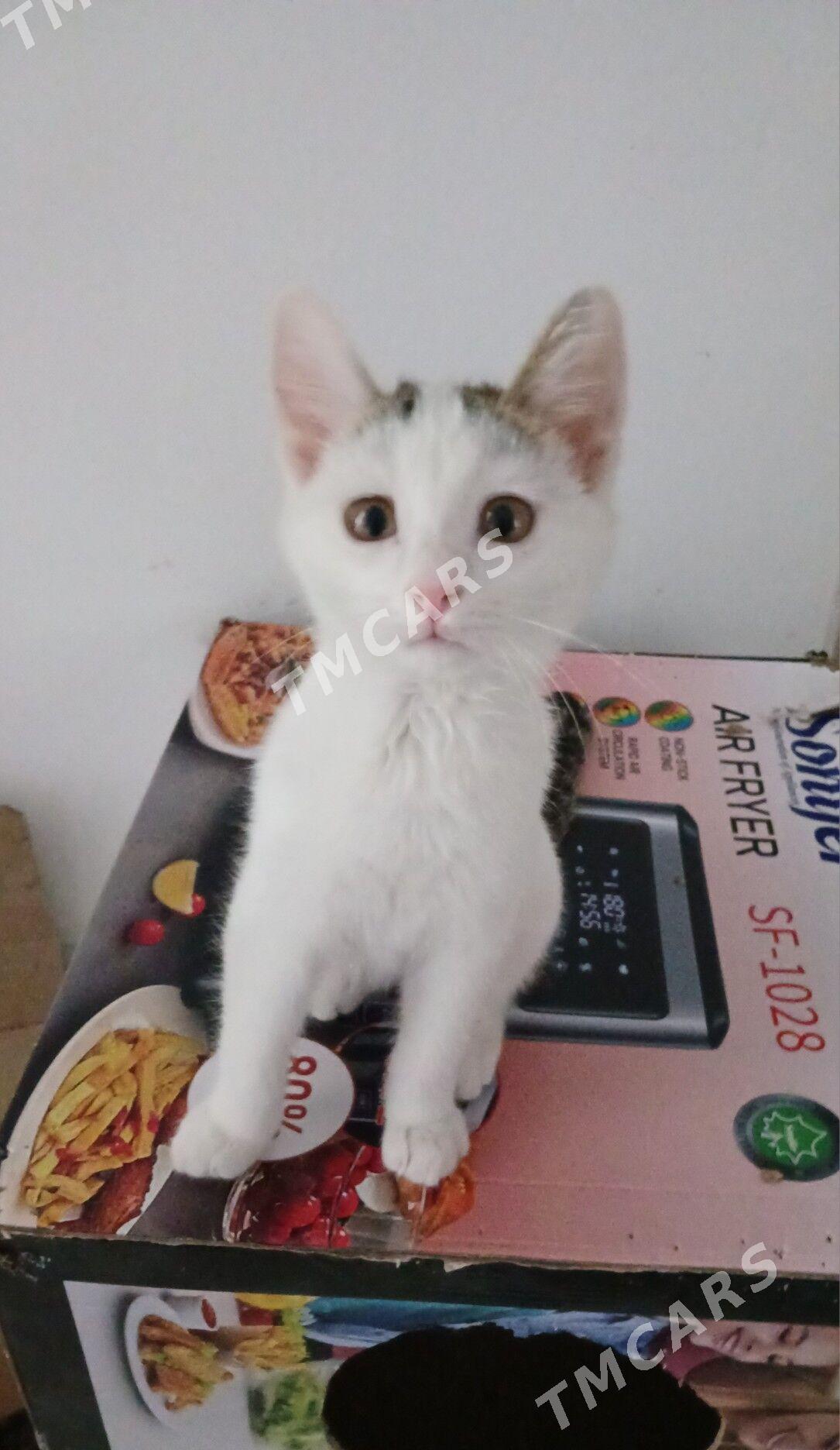 Котёнок - Türkmenabat - img 3