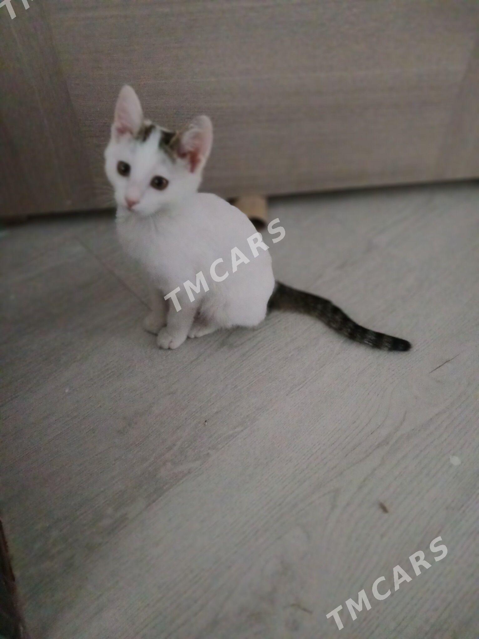 Котёнок - Türkmenabat - img 2