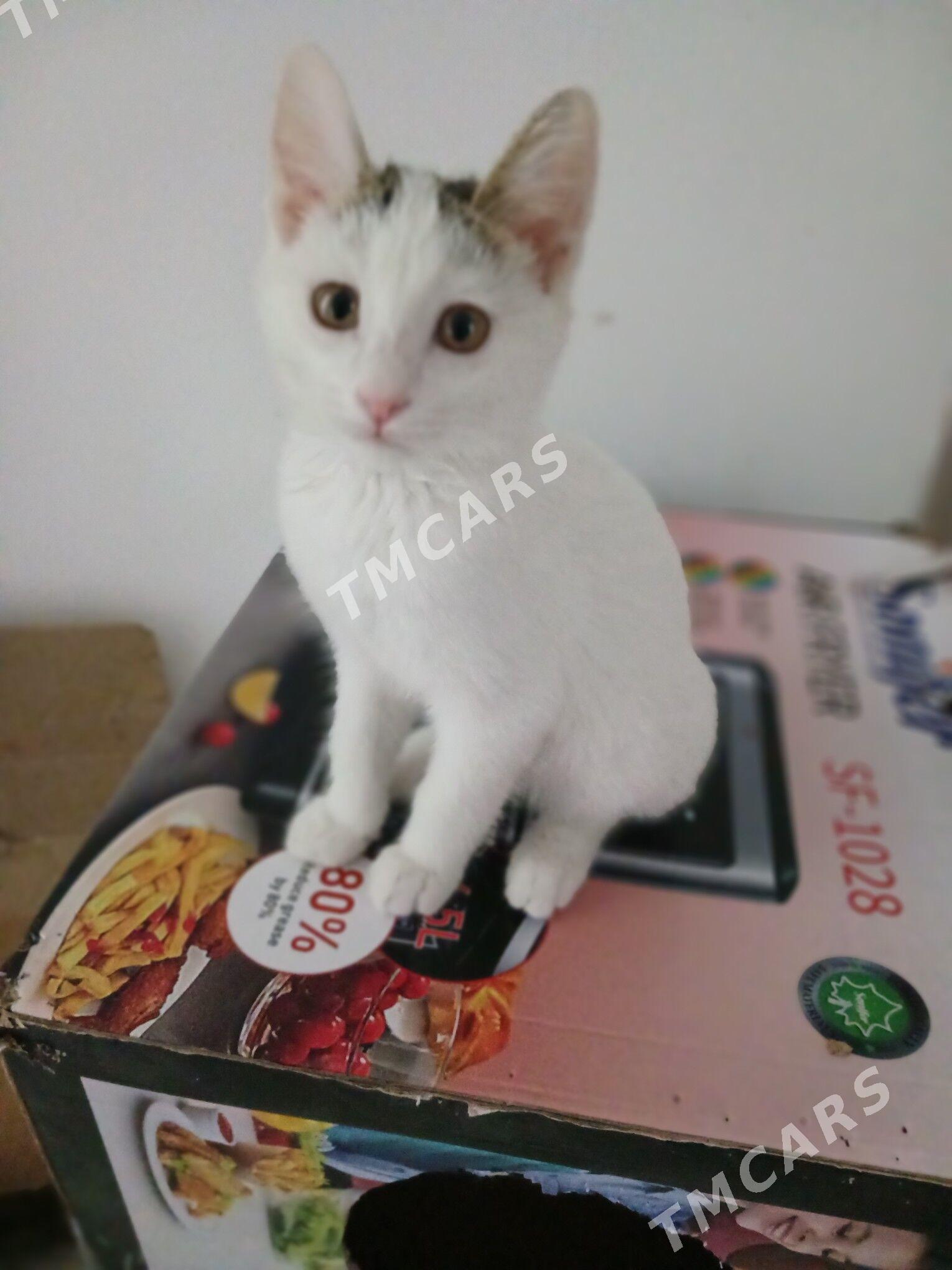 Котёнок - Türkmenabat - img 1