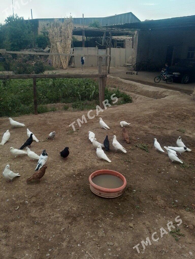 kepderi - Farap - img 1