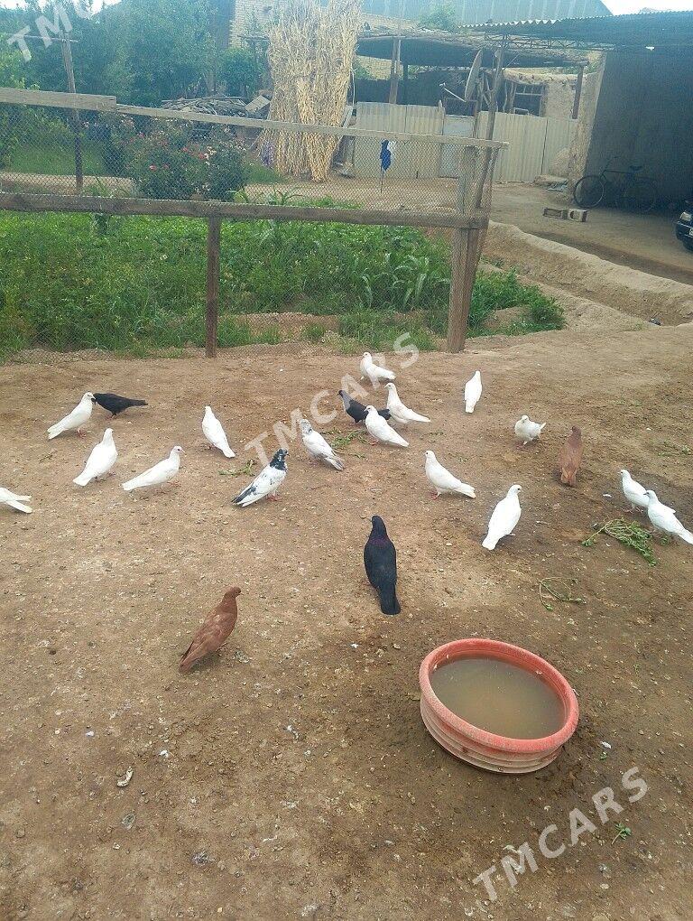 kepderi - Farap - img 2