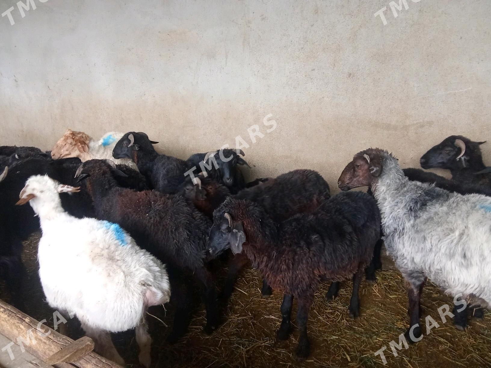 garaköl işşek - Bäherden - img 2