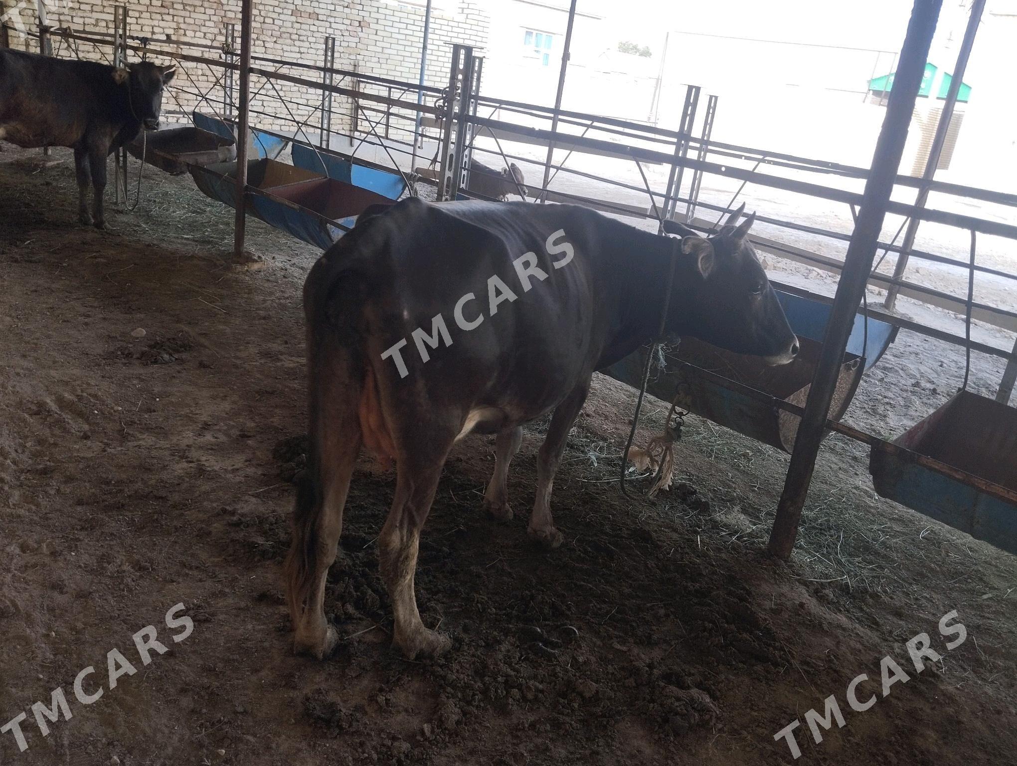 Goleli sygyr - Murgap - img 1