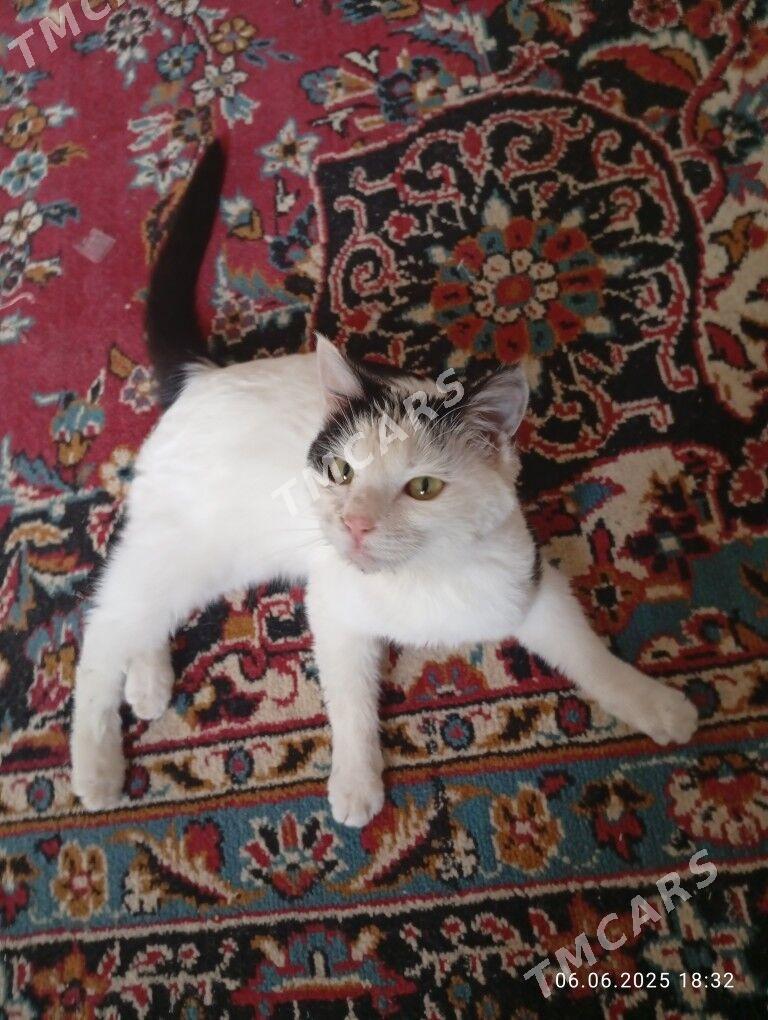 домашний кошка - Türkmenabat - img 1