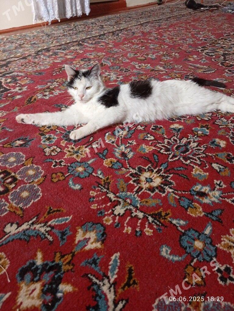 домашний кошка - Türkmenabat - img 3