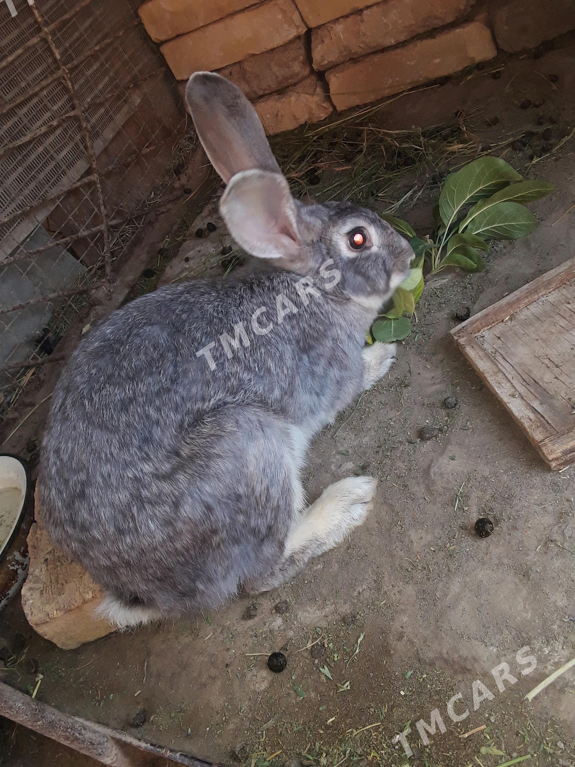 ене товшан - Türkmenabat - img 2