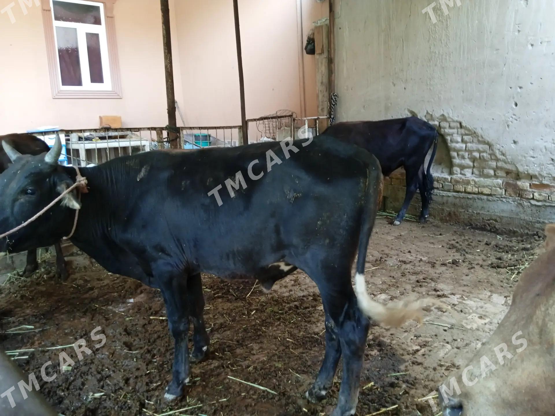 5 sany öküz - Türkmenabat - img 5
