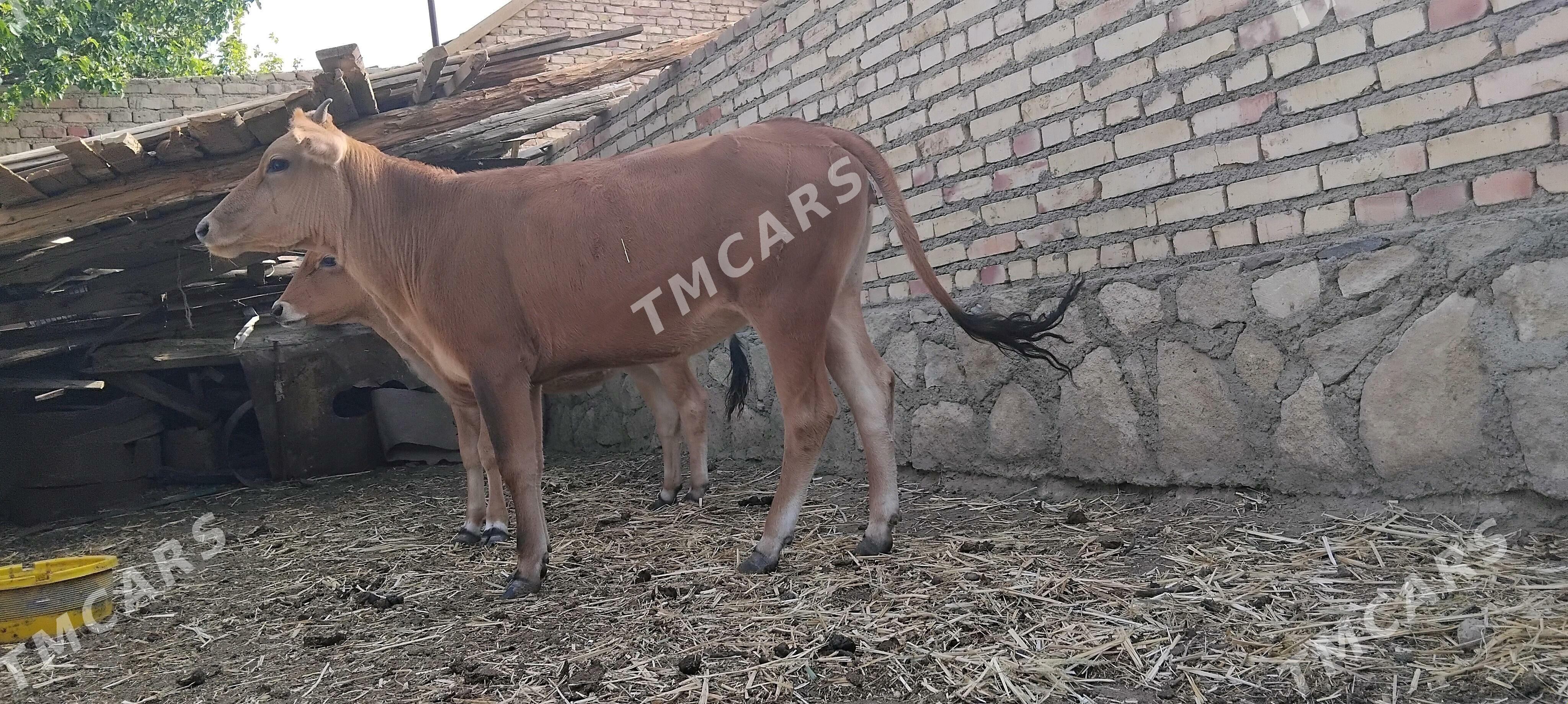 gacar - Bereket - img 2