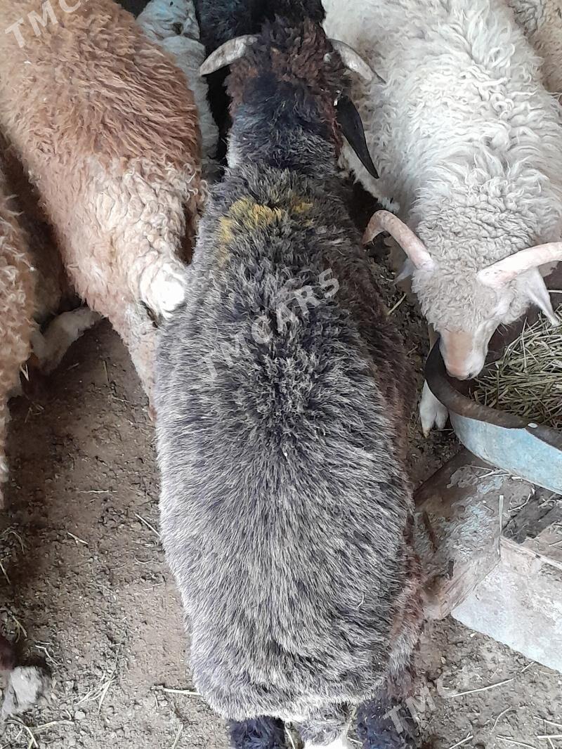 Goyun gurbanlyk - Garadamak Şor - img 1