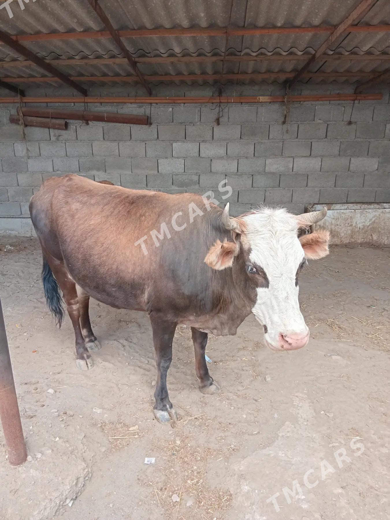 sygyr - Bereket - img 2