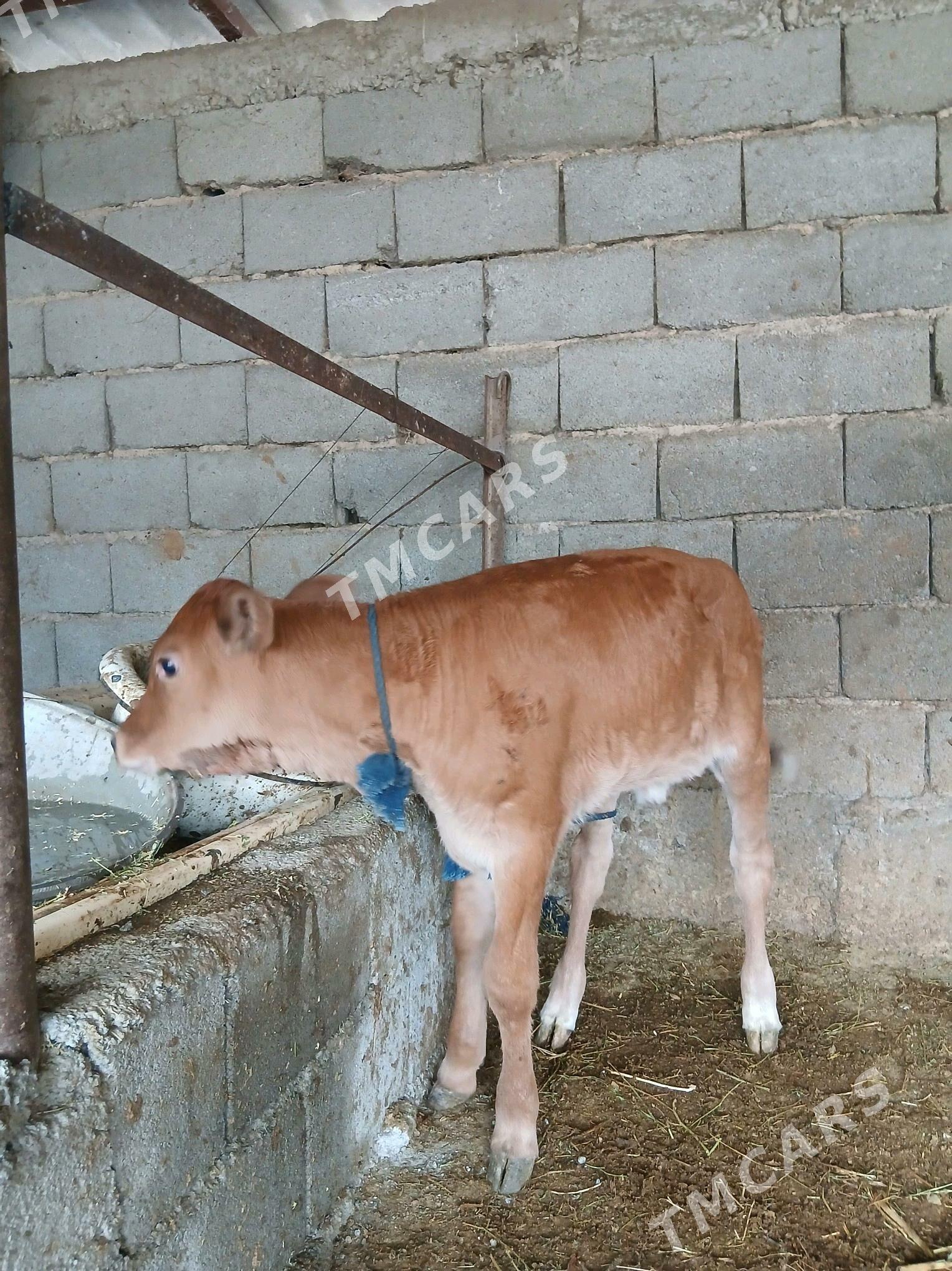 Gole tvwe - Büzmeýin - img 2