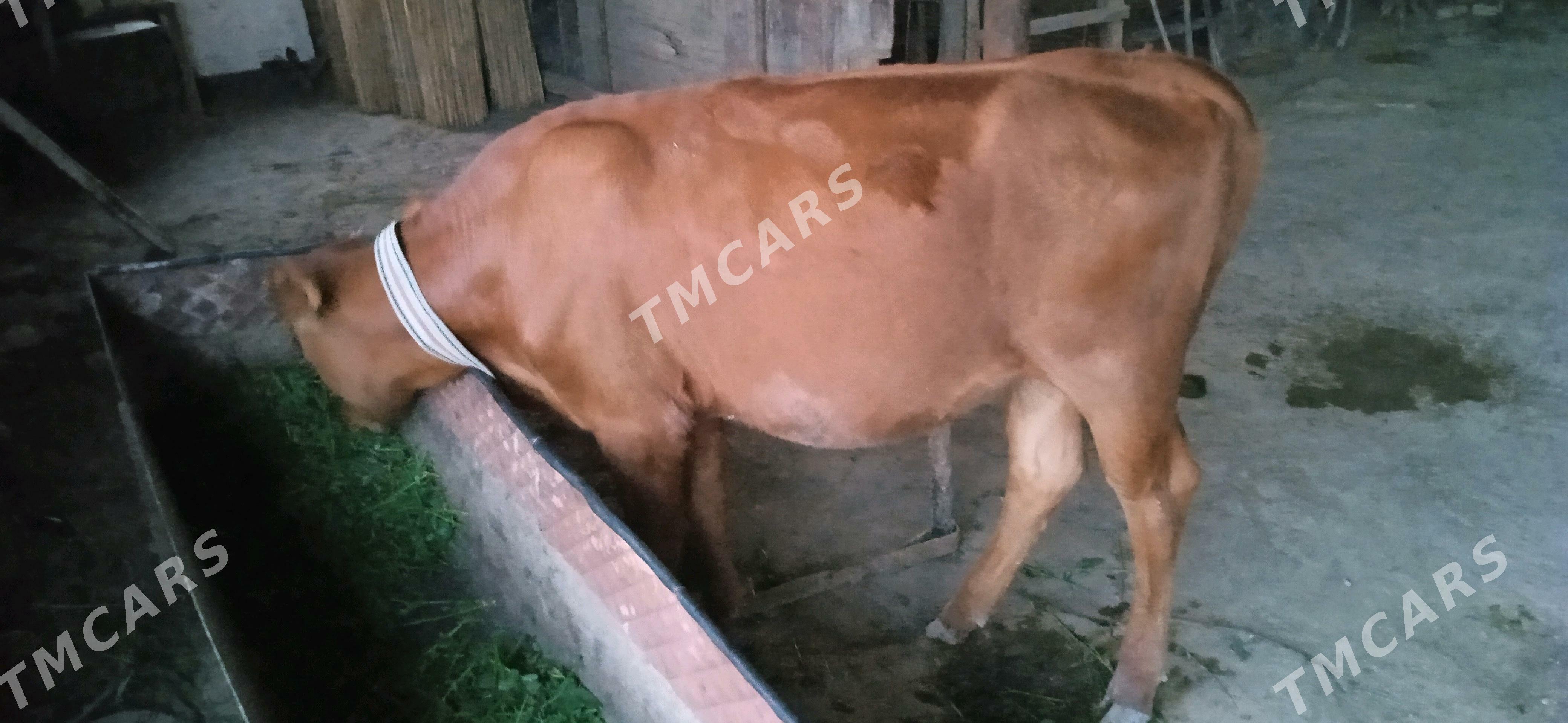 Goleli sygur - Murgap - img 3
