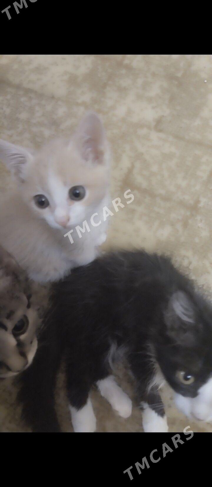 домашние животные - Туркменабат - img 2