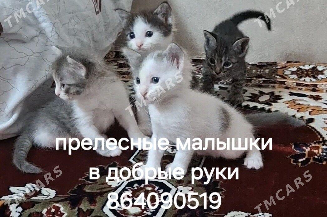 Котята - Ашхабад - img 1