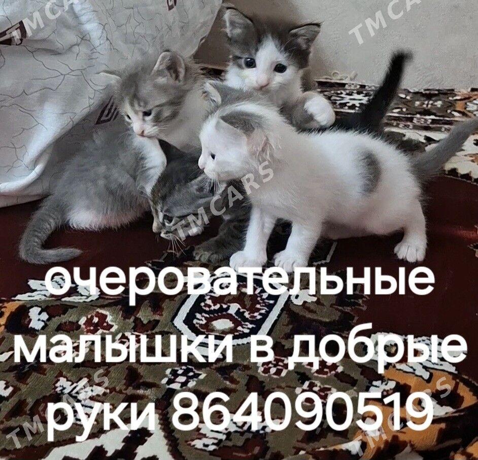 Котята - Ашхабад - img 2