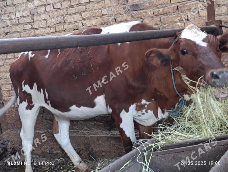 gyzyl galsteyn unajyn - Türkmenabat - img 2