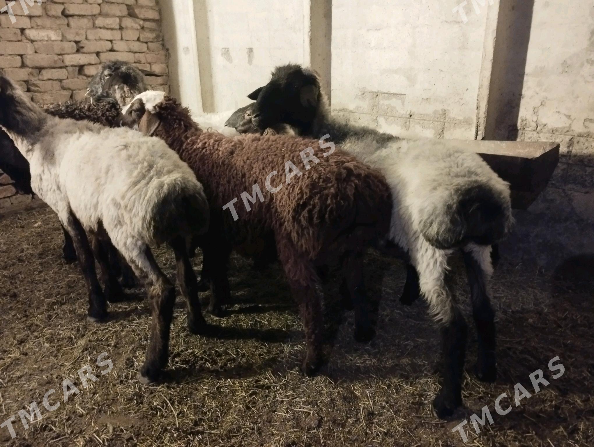 işşek - Aşgabat - img 2