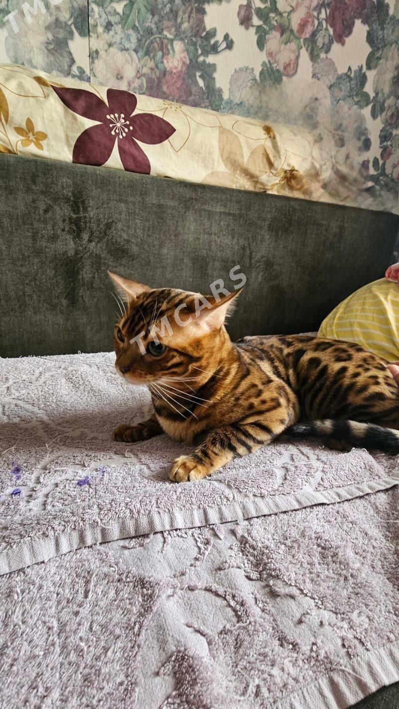 pisijek bengal. бенгал ориг - Aşgabat - img 2