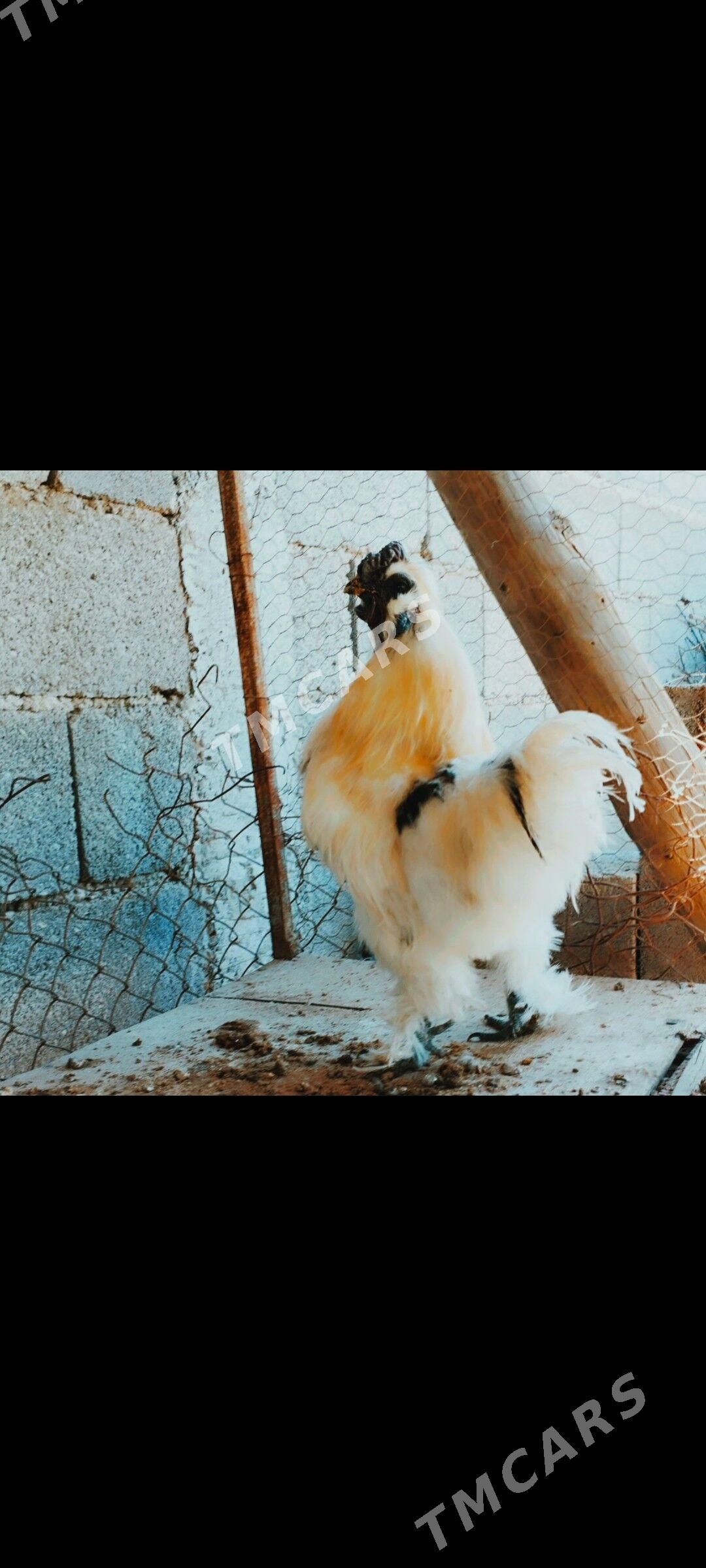 Karlik horaz - Gypjak - img 3