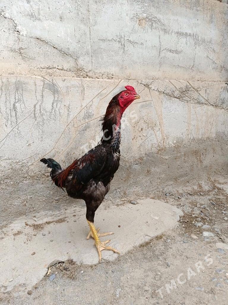 Taşkent horaz - Änew - img 1