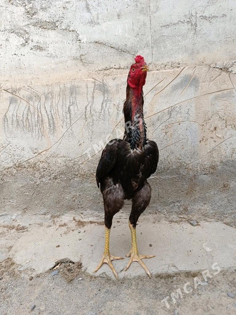Taşkent horaz - Änew - img 2