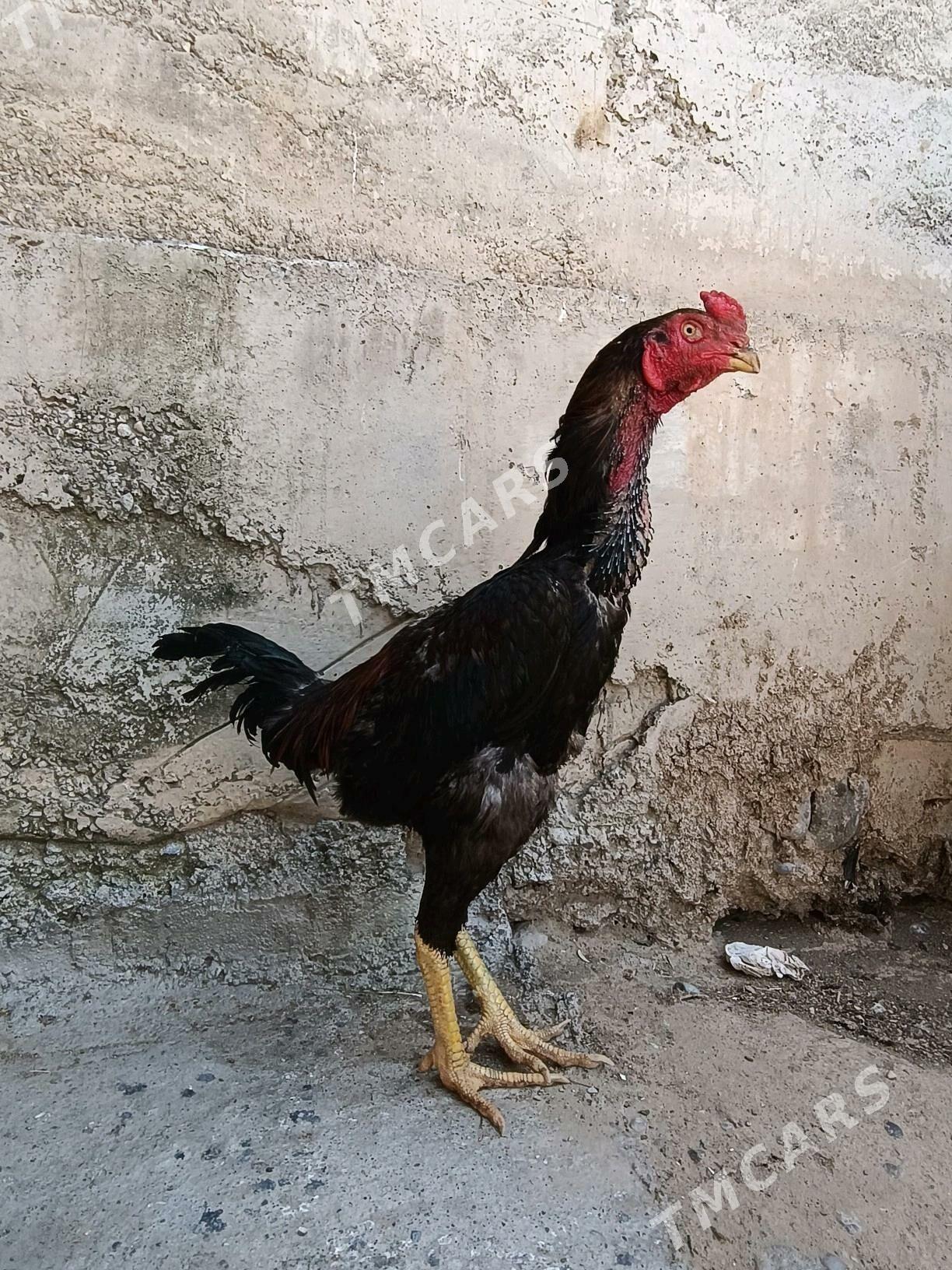 Taşkent horaz - Änew - img 3
