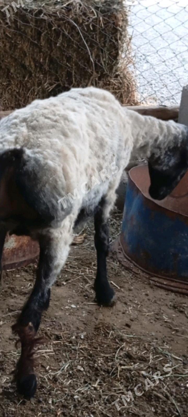 öwec - Çoganly - img 2