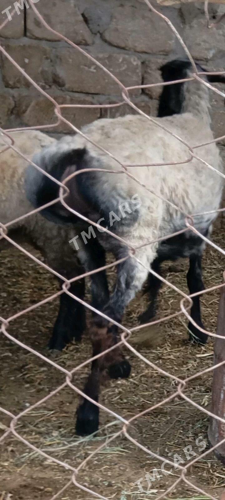 öwec - Çoganly - img 1