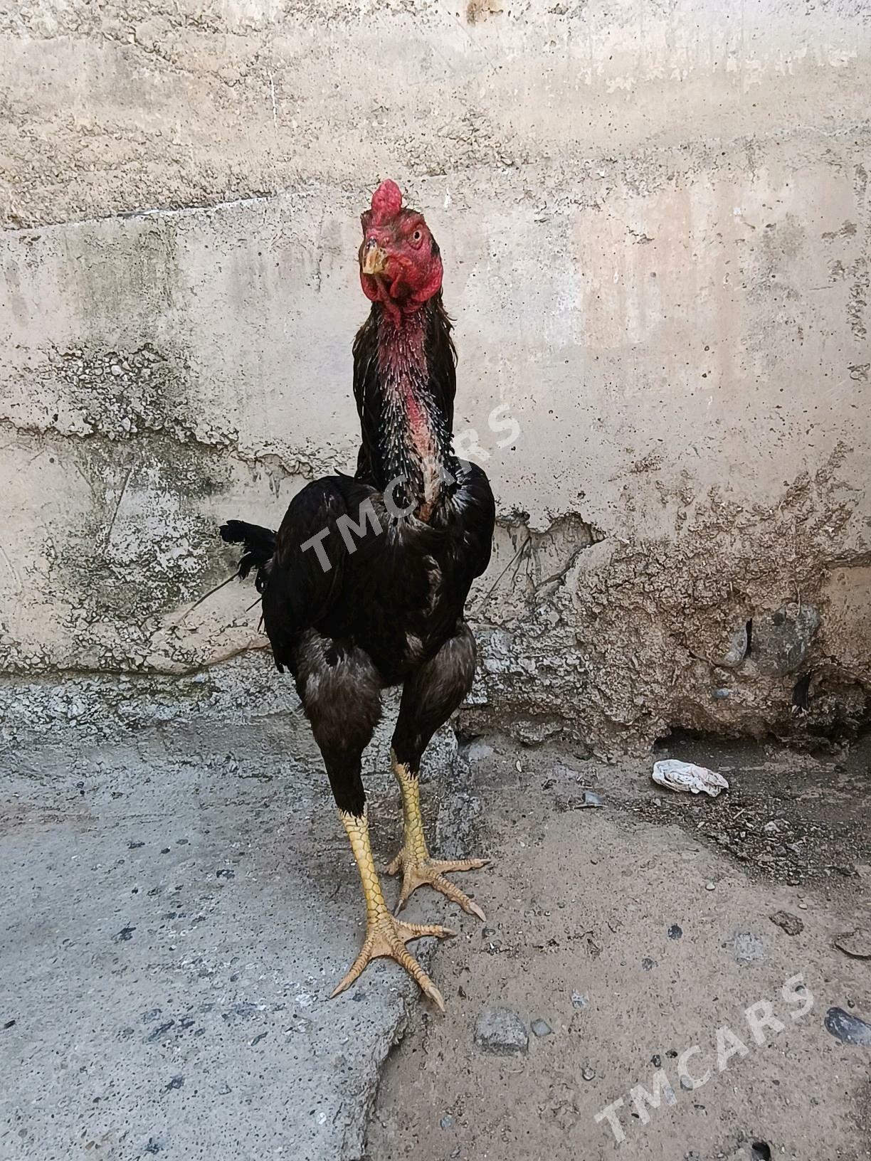 Taşkent horaz - Änew - img 4
