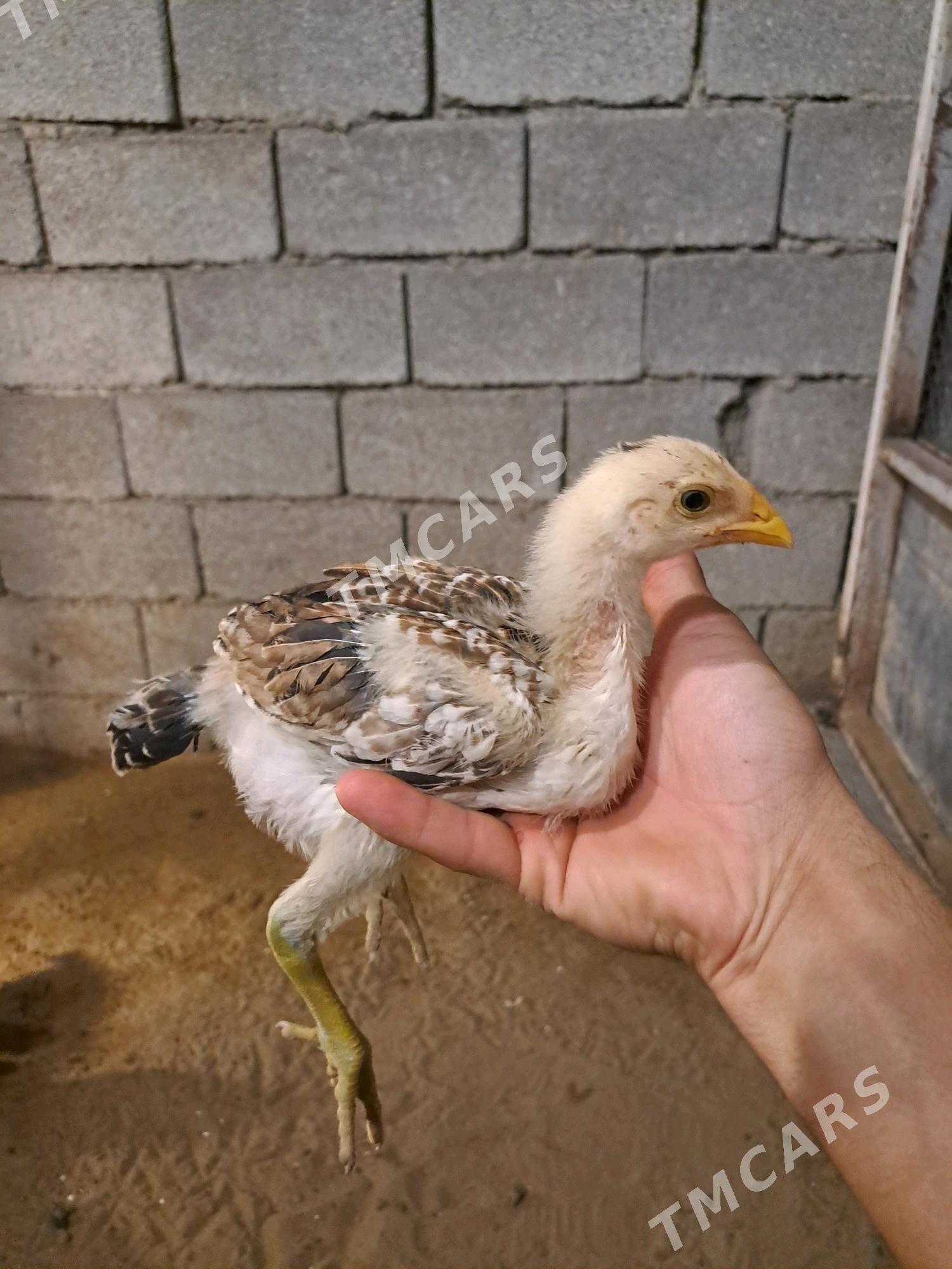 Jüỳje - Büzmeýin - img 2