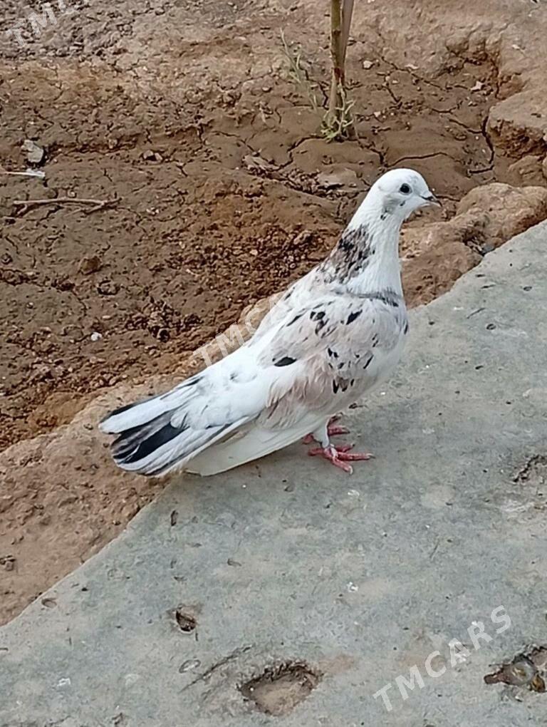 Kepderi - Ýaşlyk - img 3