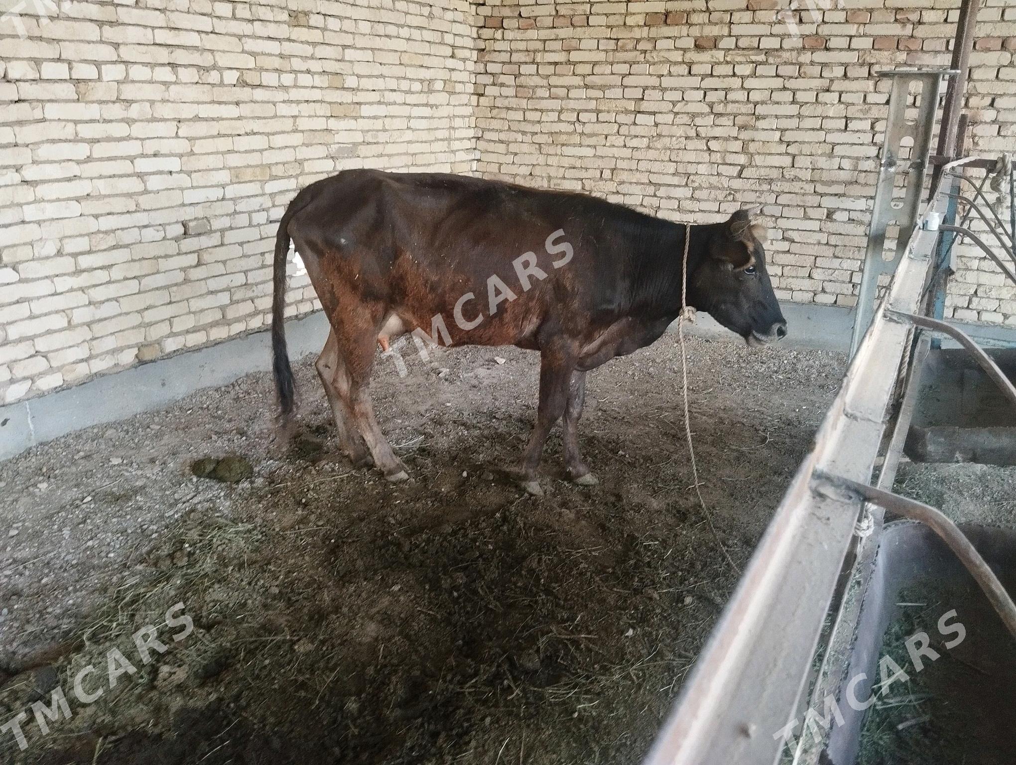 goleli sygyr - Murgap - img 2