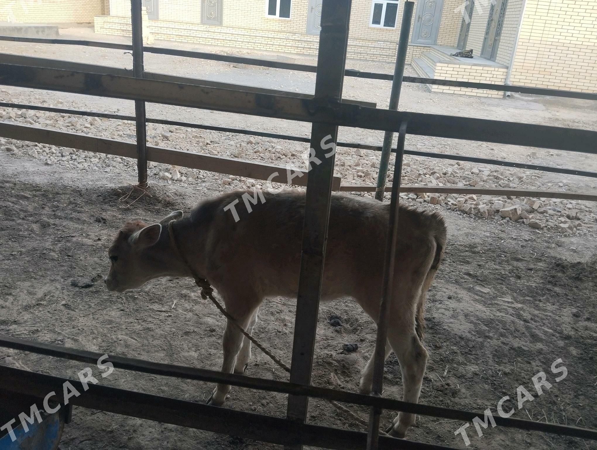 goleli sygyr - Murgap - img 1